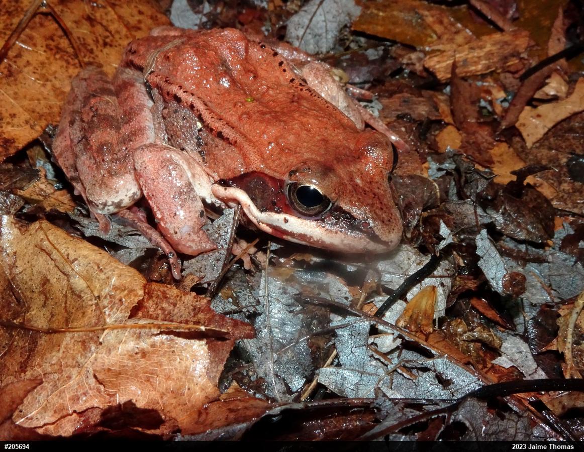 Wood Frog