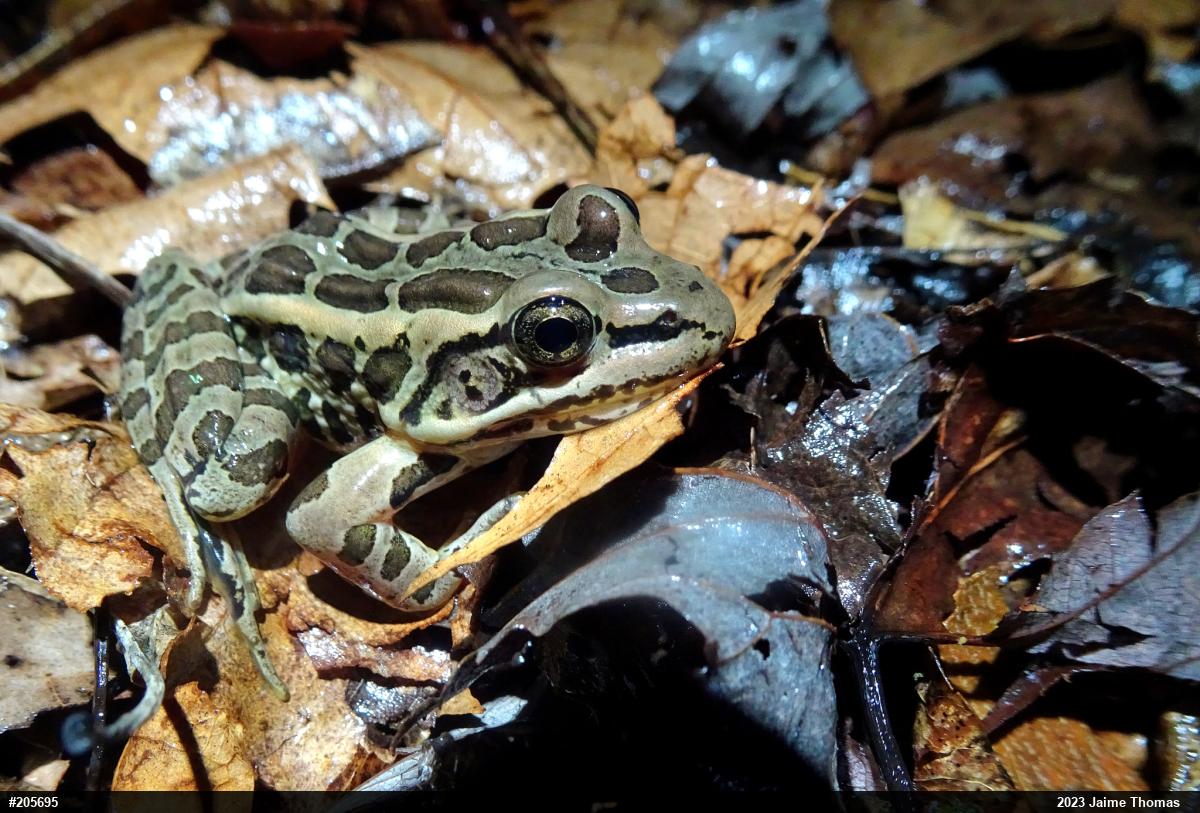 Pickerel Frog