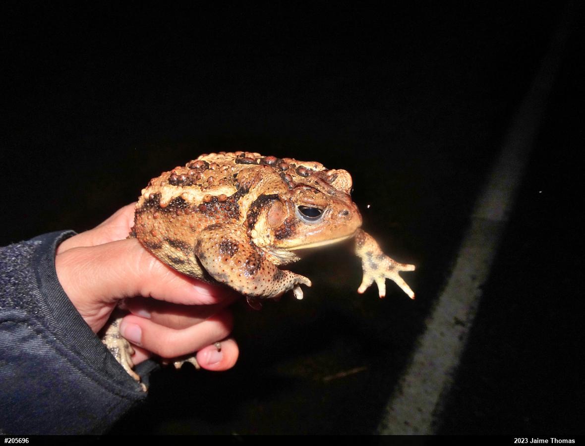 Eastern American Toad