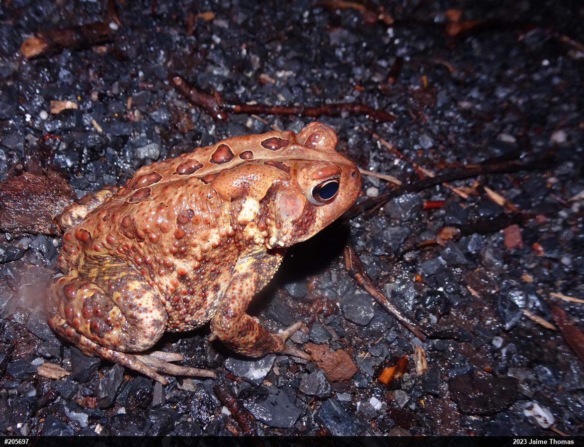 Eastern American Toad