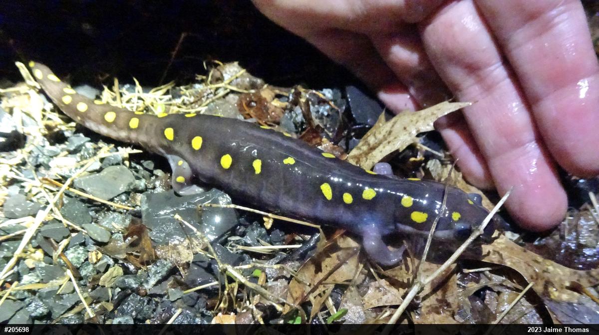 Spotted Salamander
