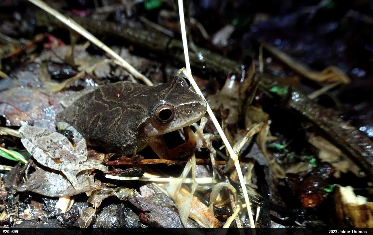 Spring Peeper