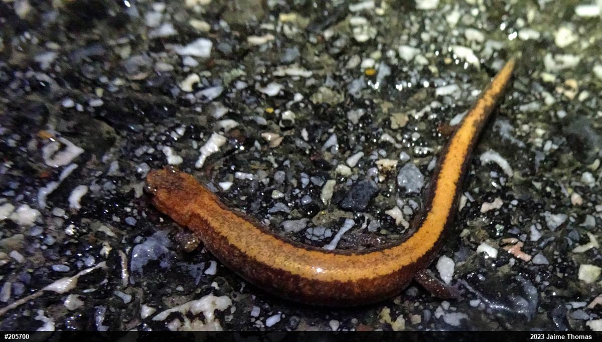 Eastern Red-backed  Salamander