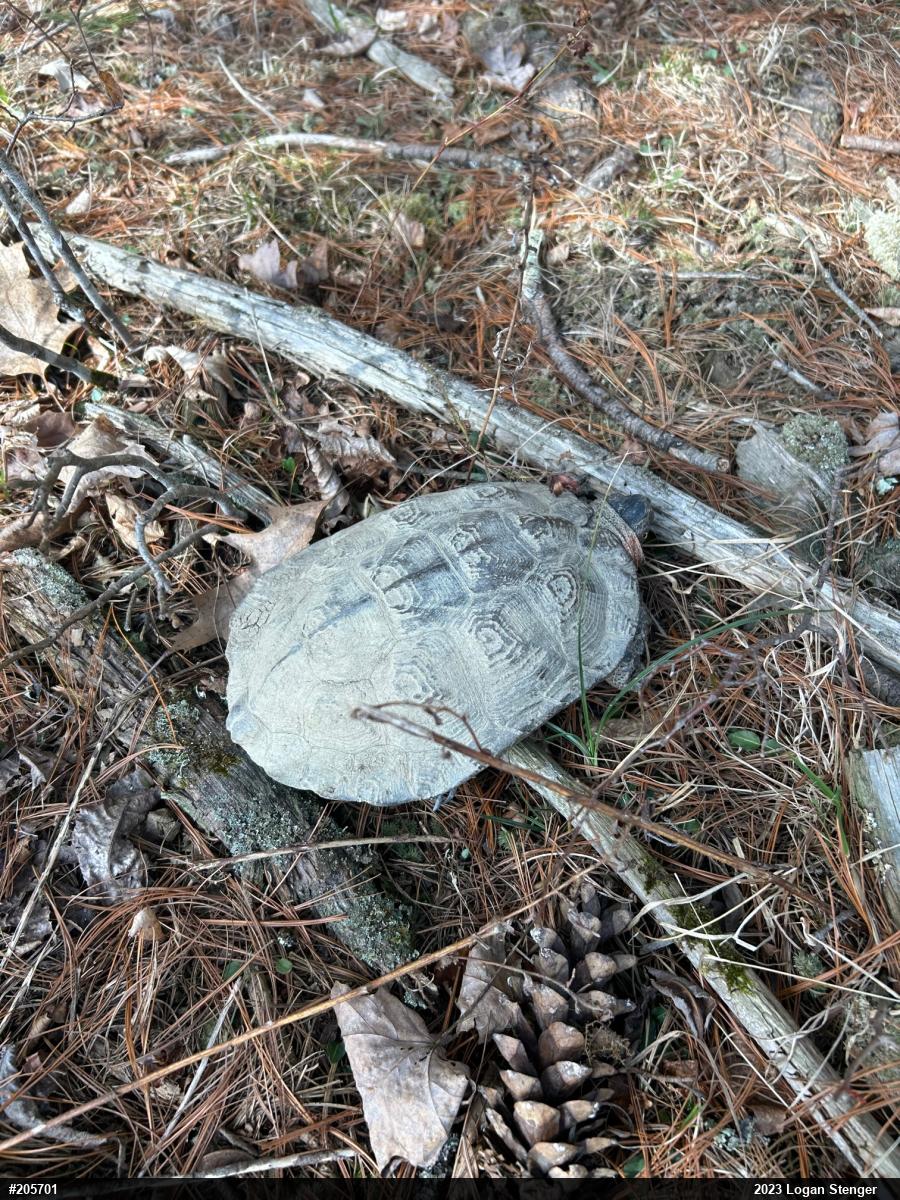 Wood Turtle