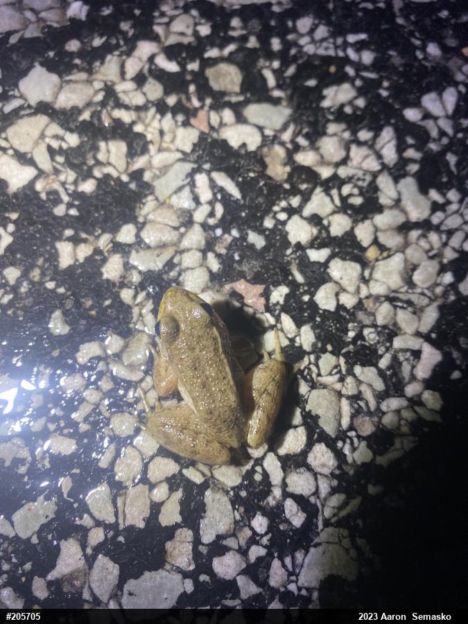 Green Frog