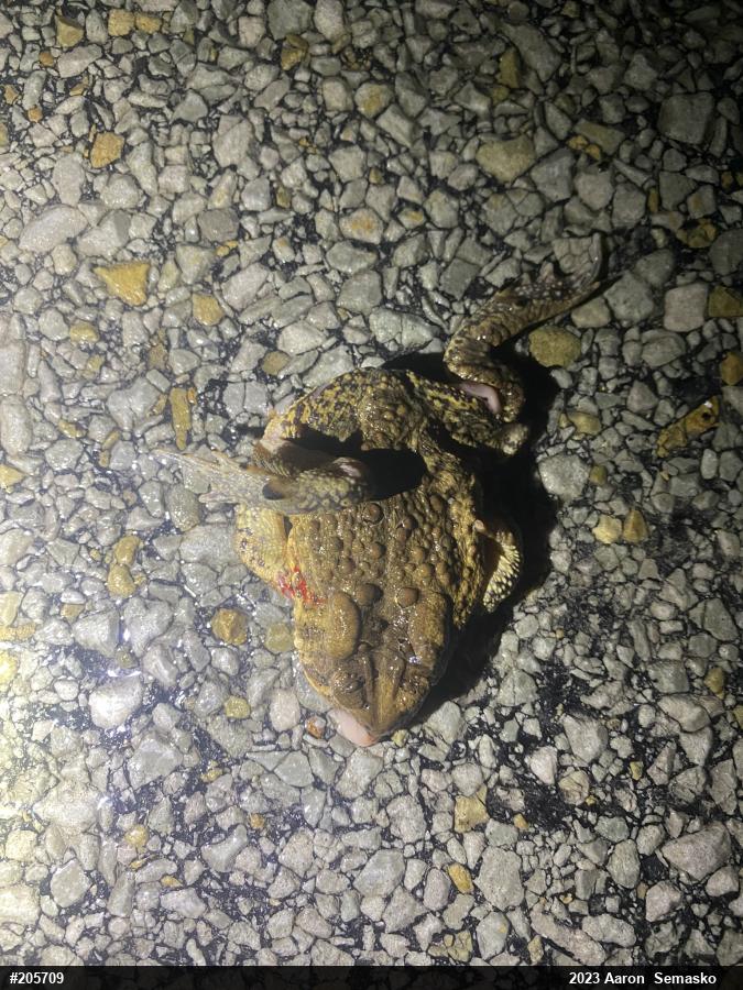 Eastern American Toad