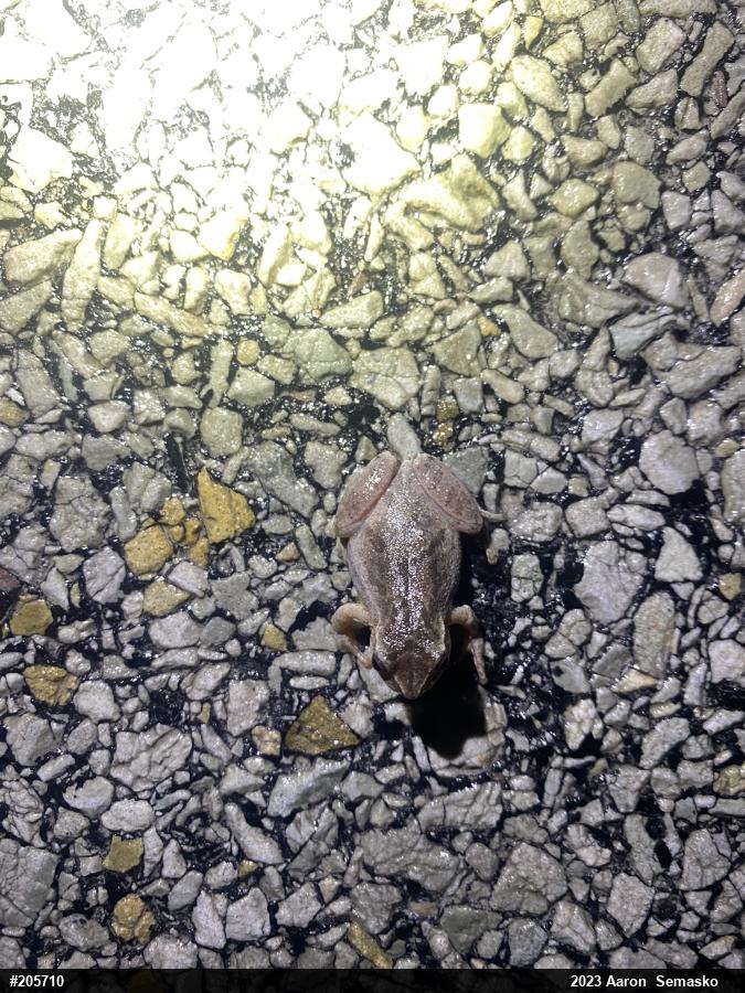 Spring Peeper