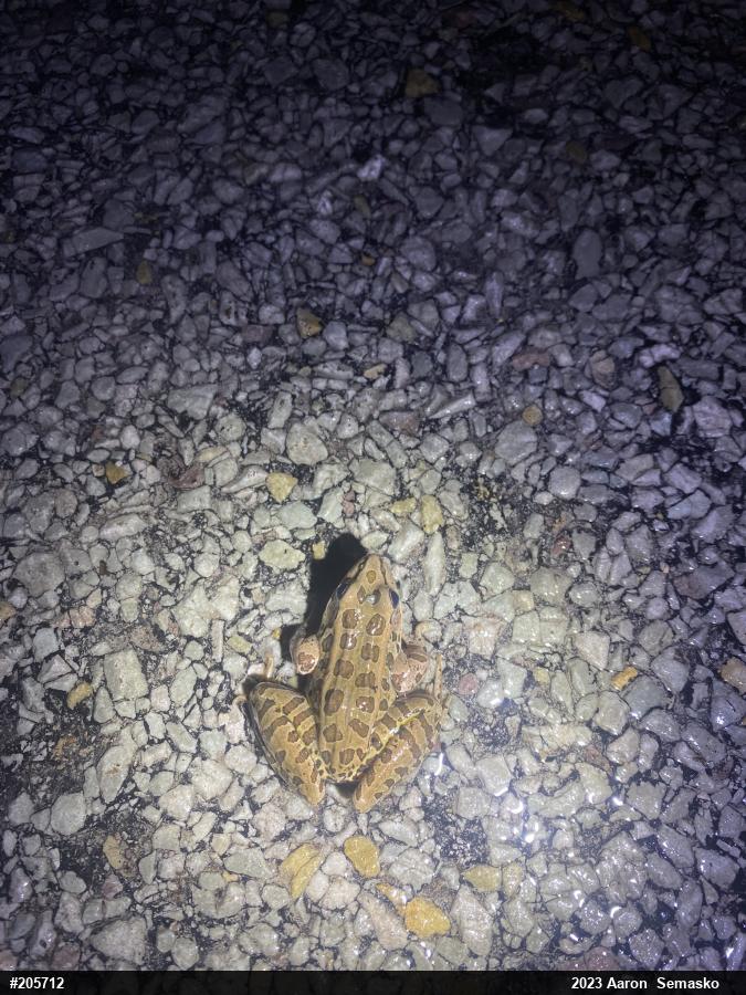 Pickerel Frog
