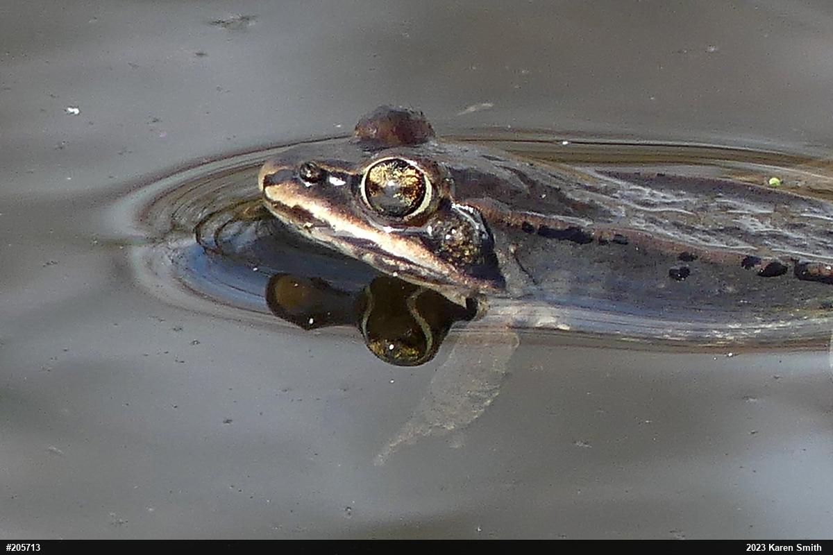 Wood Frog