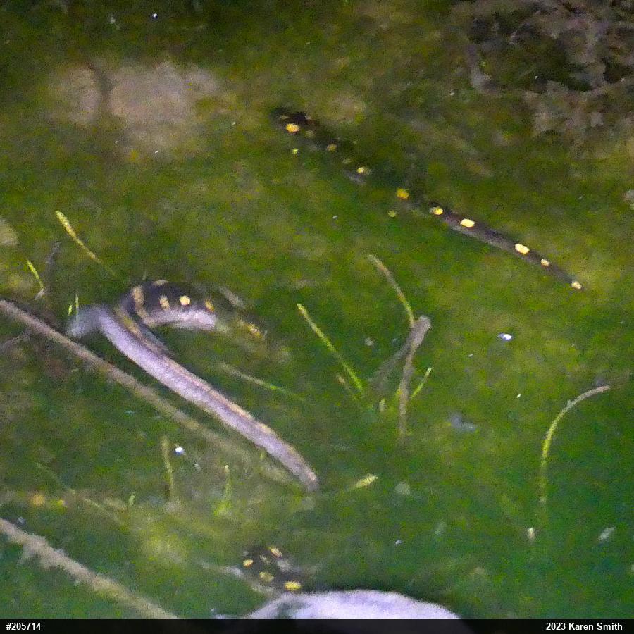 Spotted Salamander