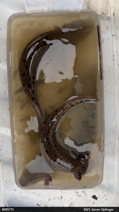 Common Mudpuppy