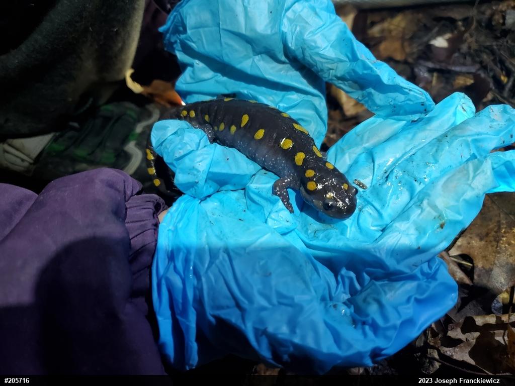 Spotted Salamander