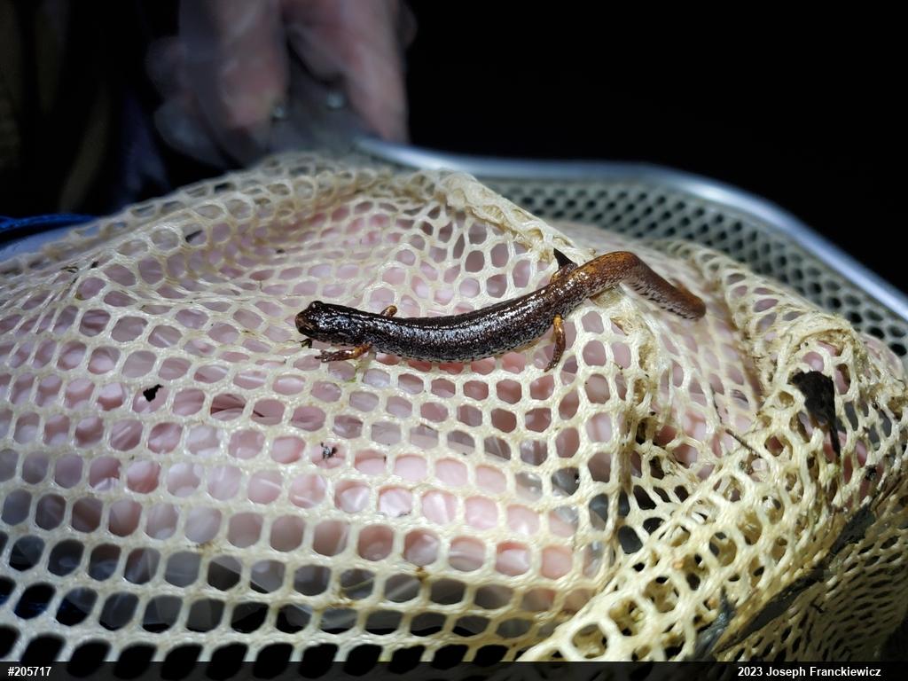 Four-toed Salamander