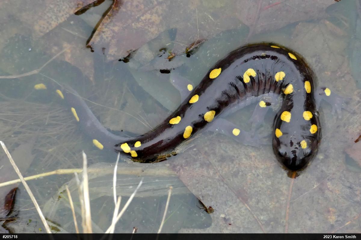 Spotted Salamander