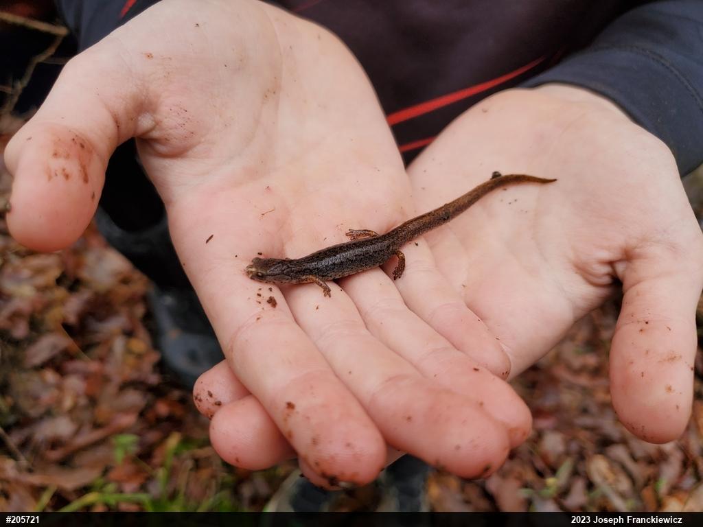 Four-toed Salamander