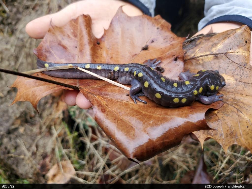 Spotted Salamander