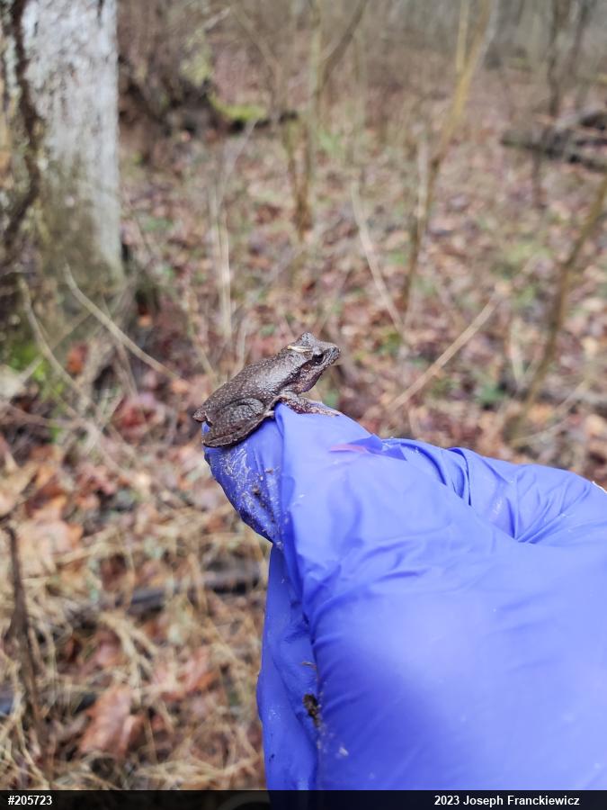 Spring Peeper