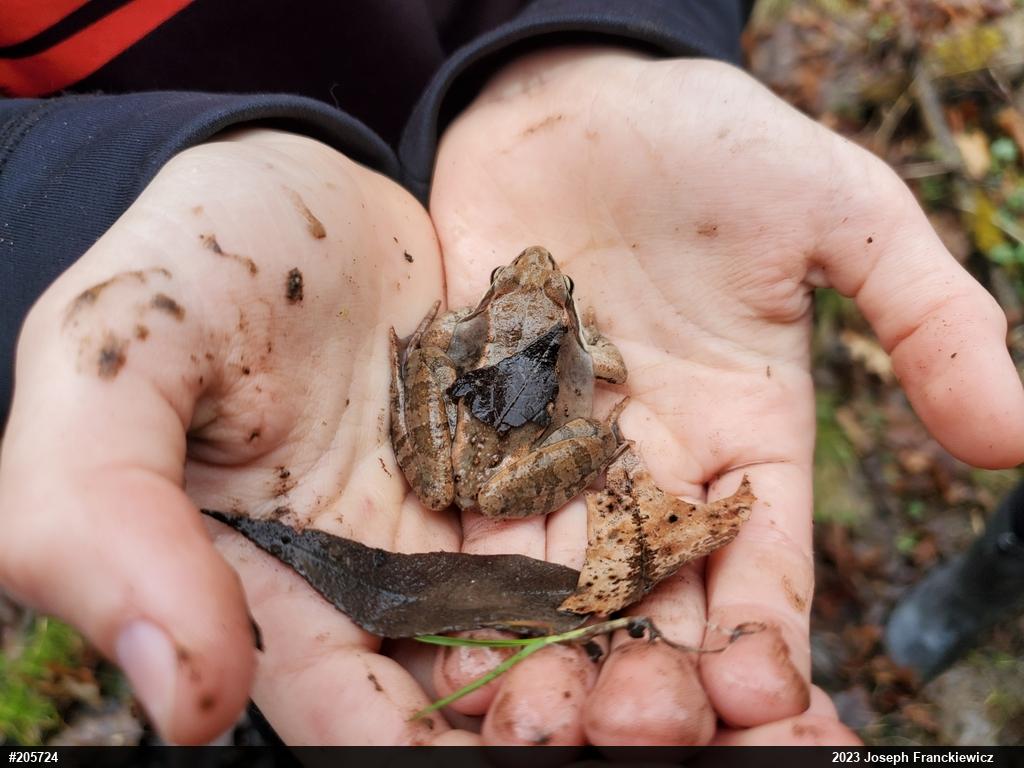 Wood Frog