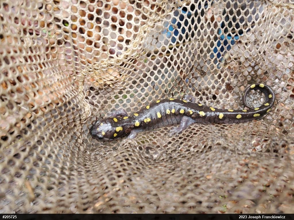 Spotted Salamander