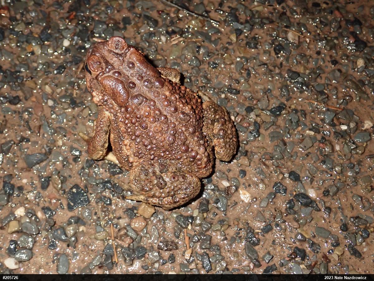 Eastern American Toad