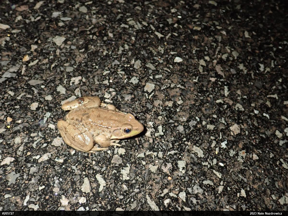 Green Frog