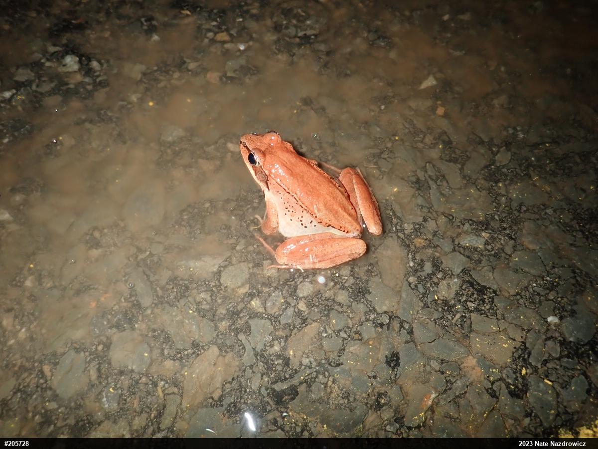 Wood Frog