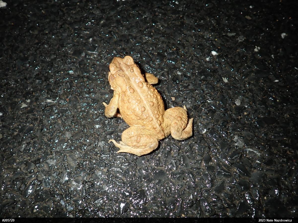 Eastern American Toad