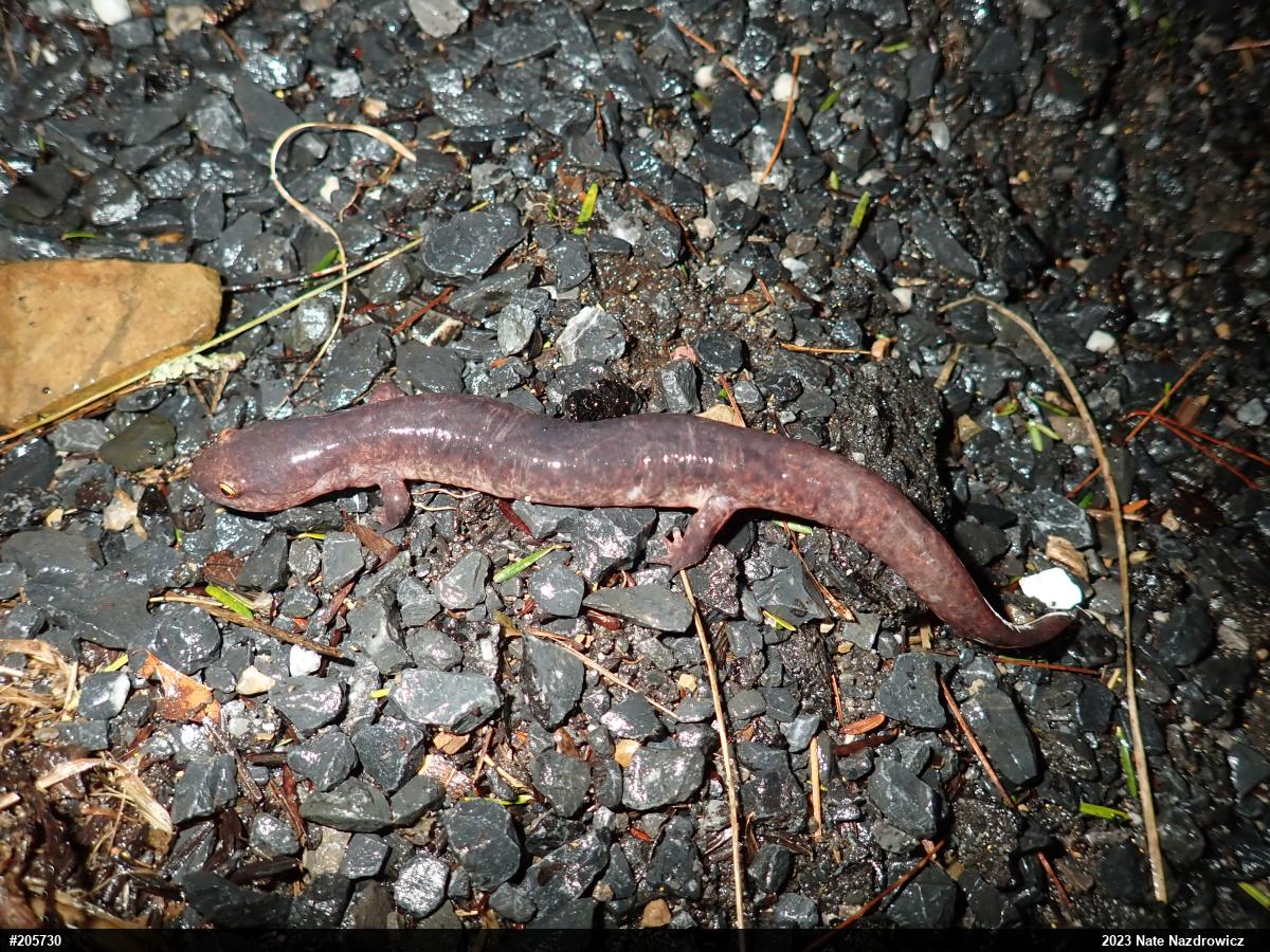 Northern Red Salamander