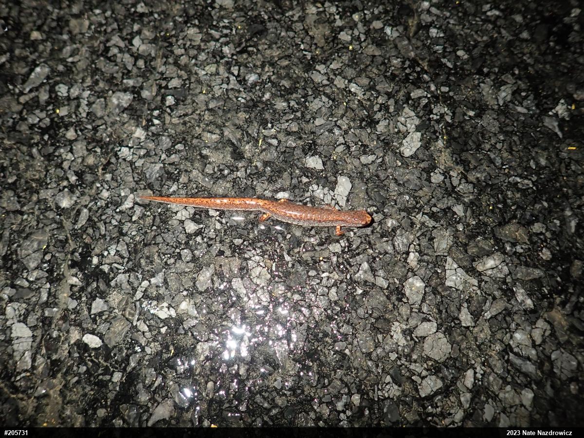 Four-toed Salamander