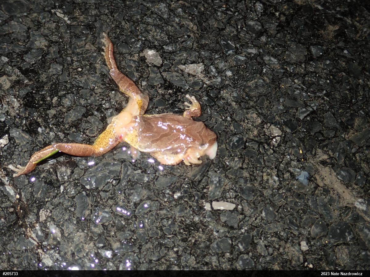 Spring Peeper