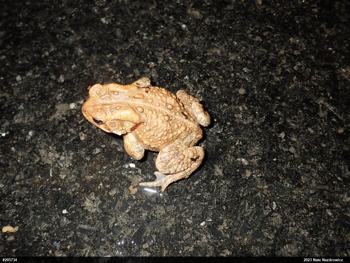 Eastern American Toad