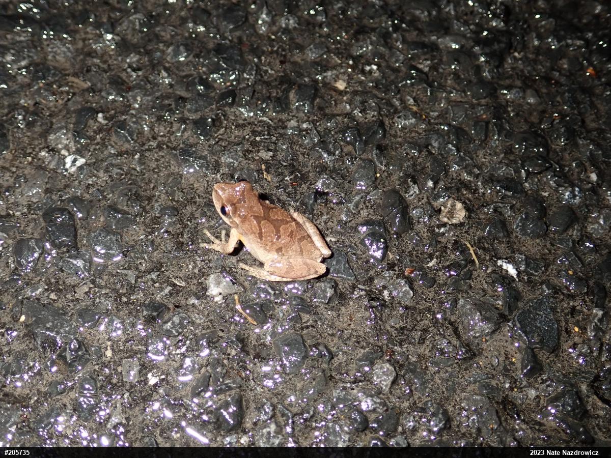 Spring Peeper