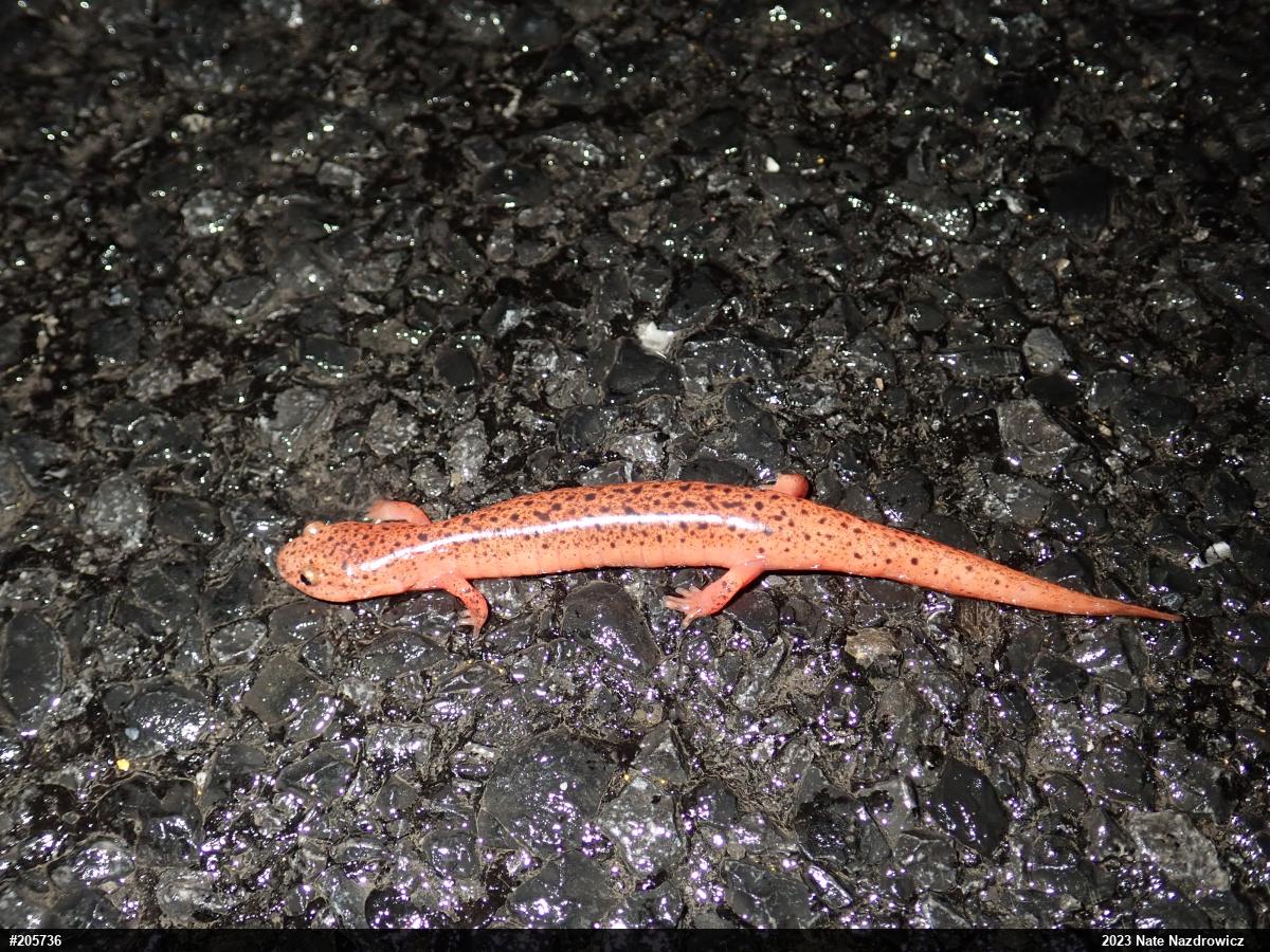 Northern Red Salamander