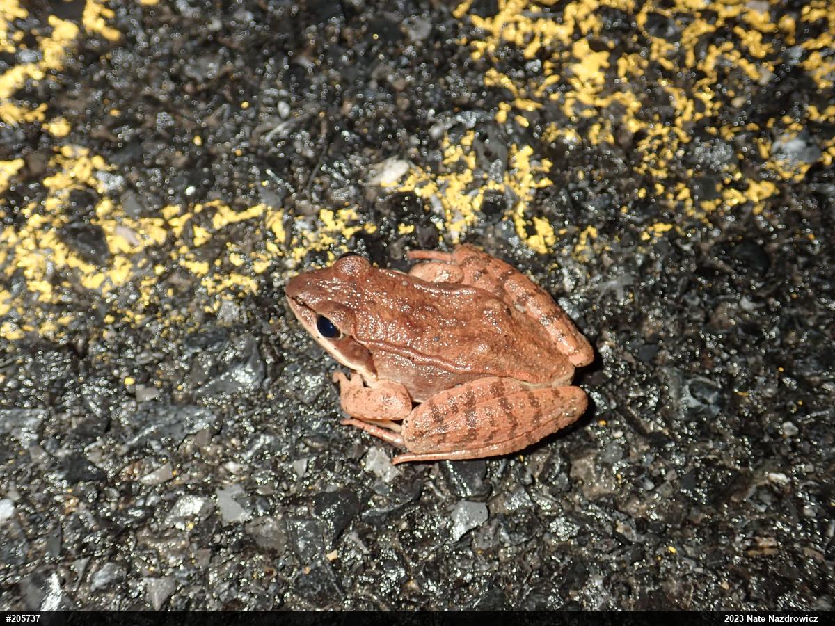 Wood Frog