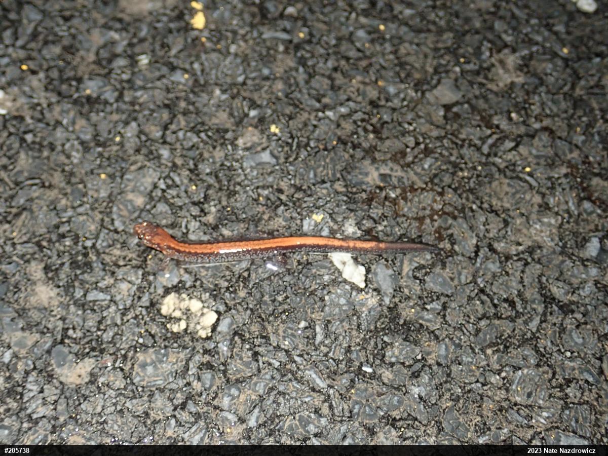 Eastern Red-backed  Salamander