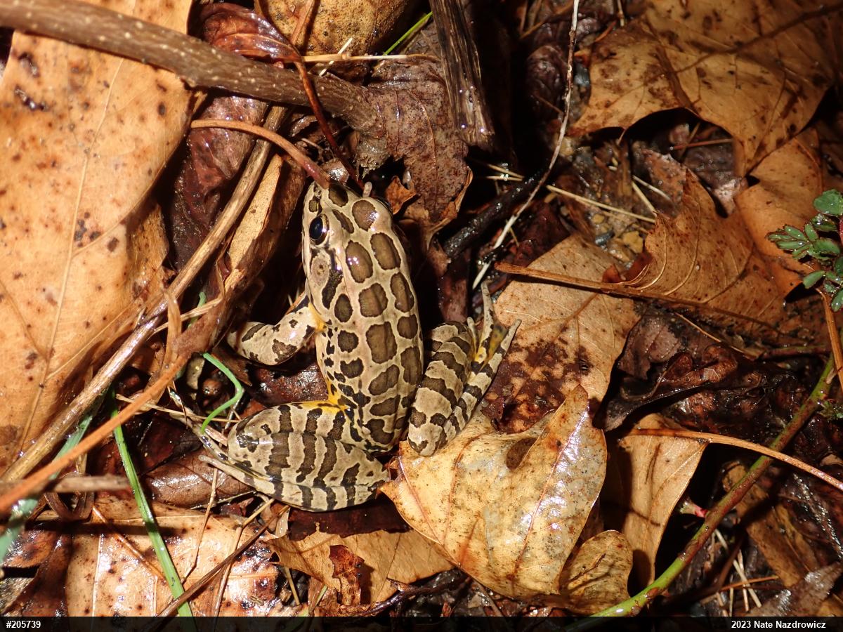 Pickerel Frog