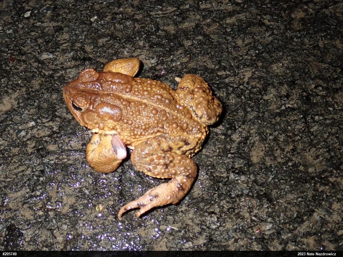 Eastern American Toad