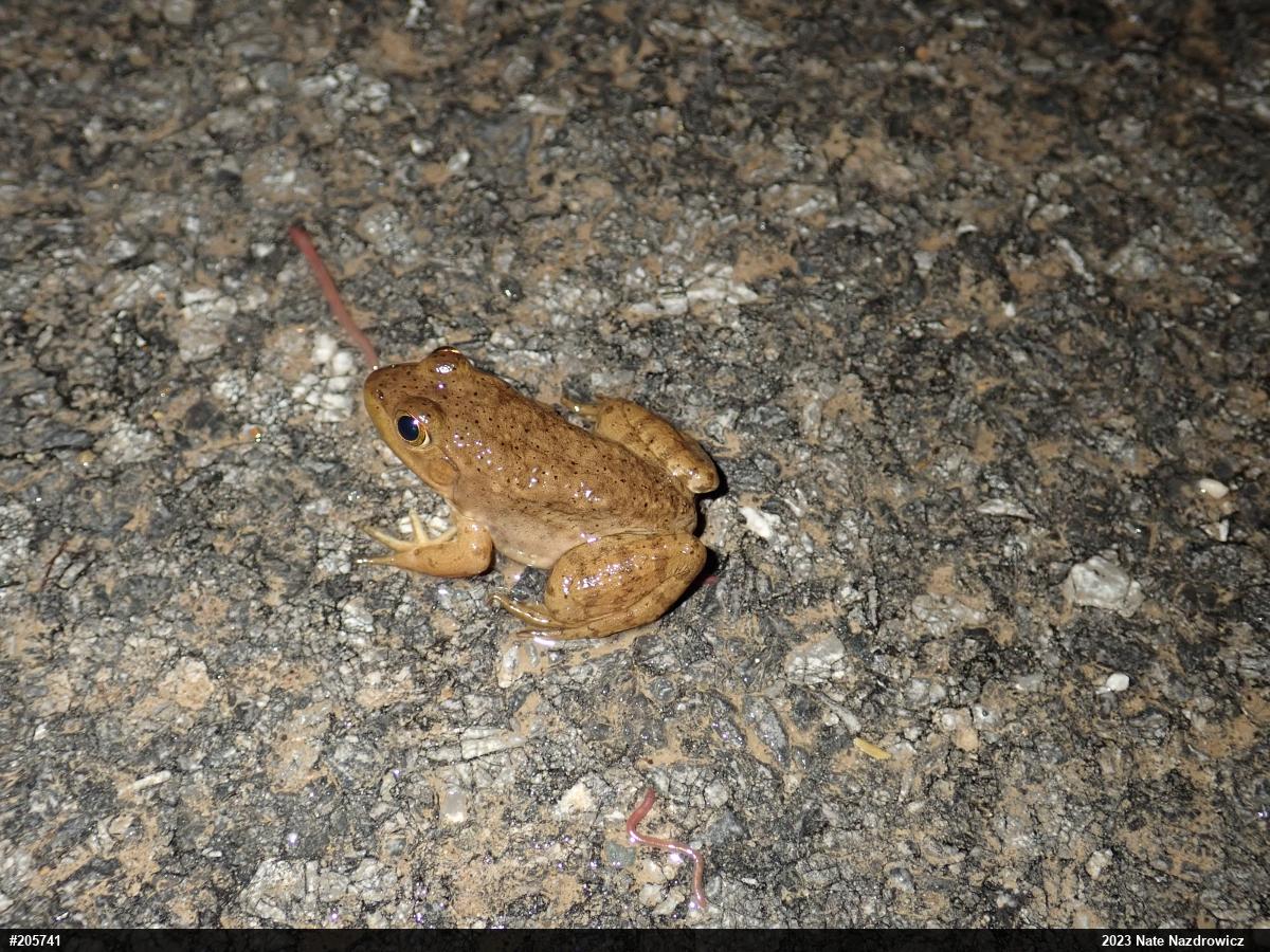 American Bullfrog