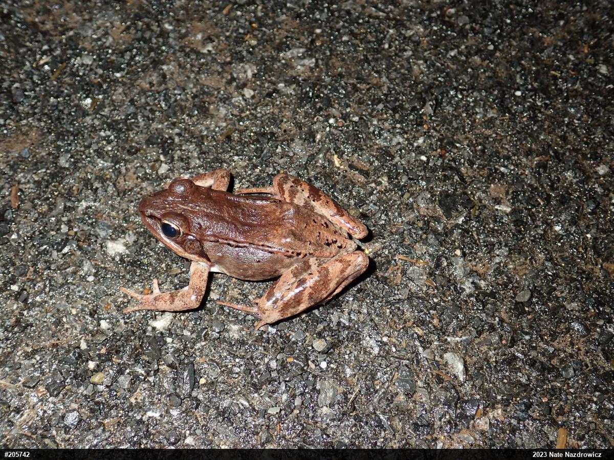 Wood Frog