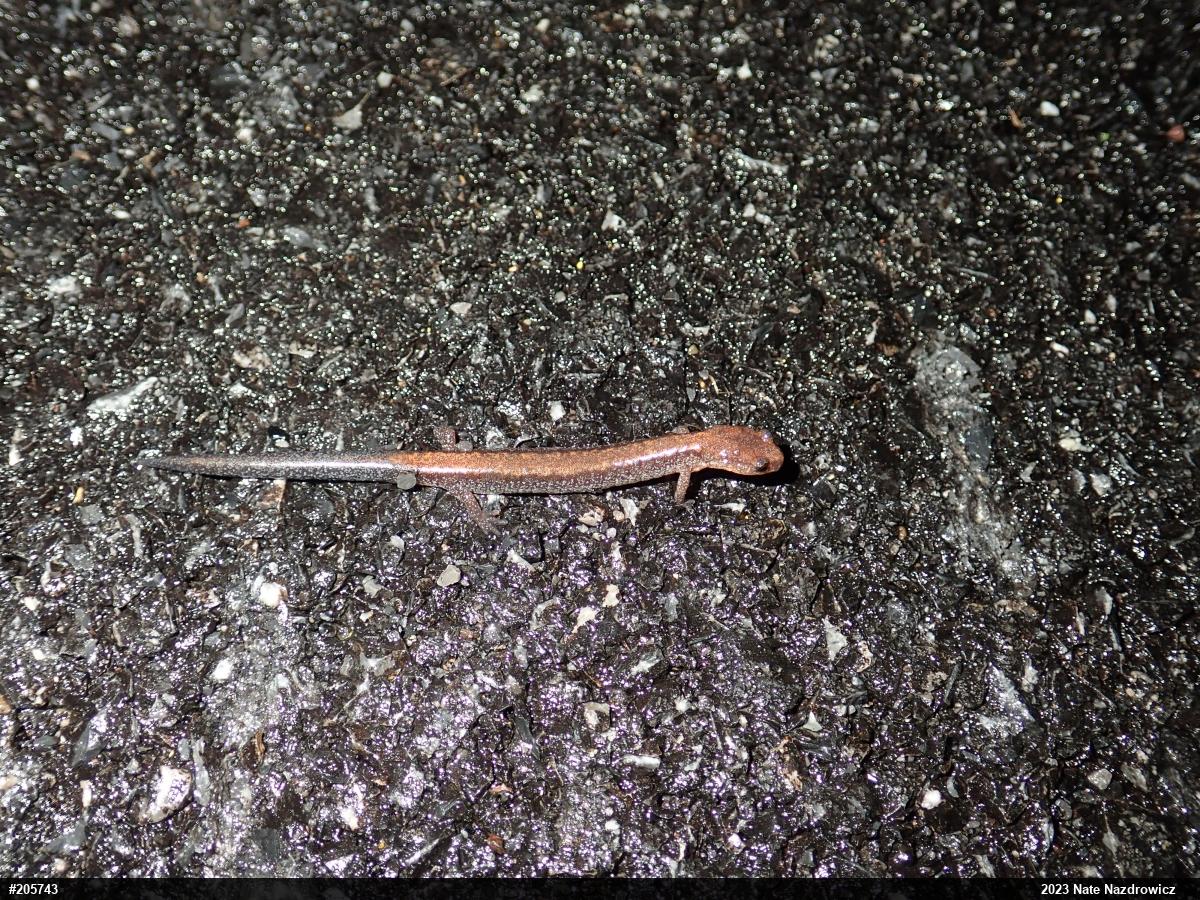 Eastern Red-backed  Salamander