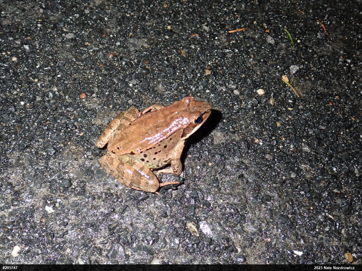 Wood Frog
