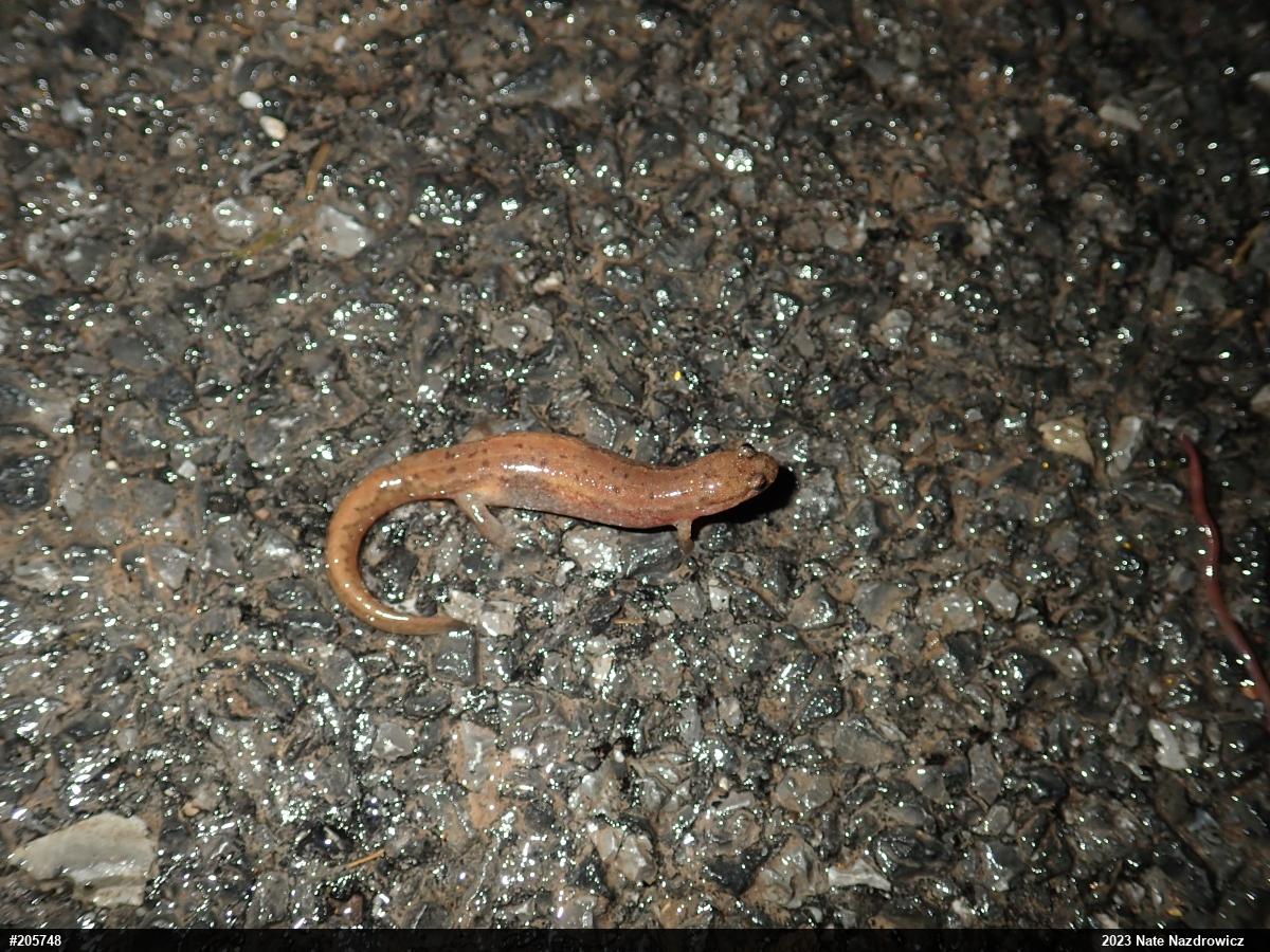 Northern Dusky Salamander