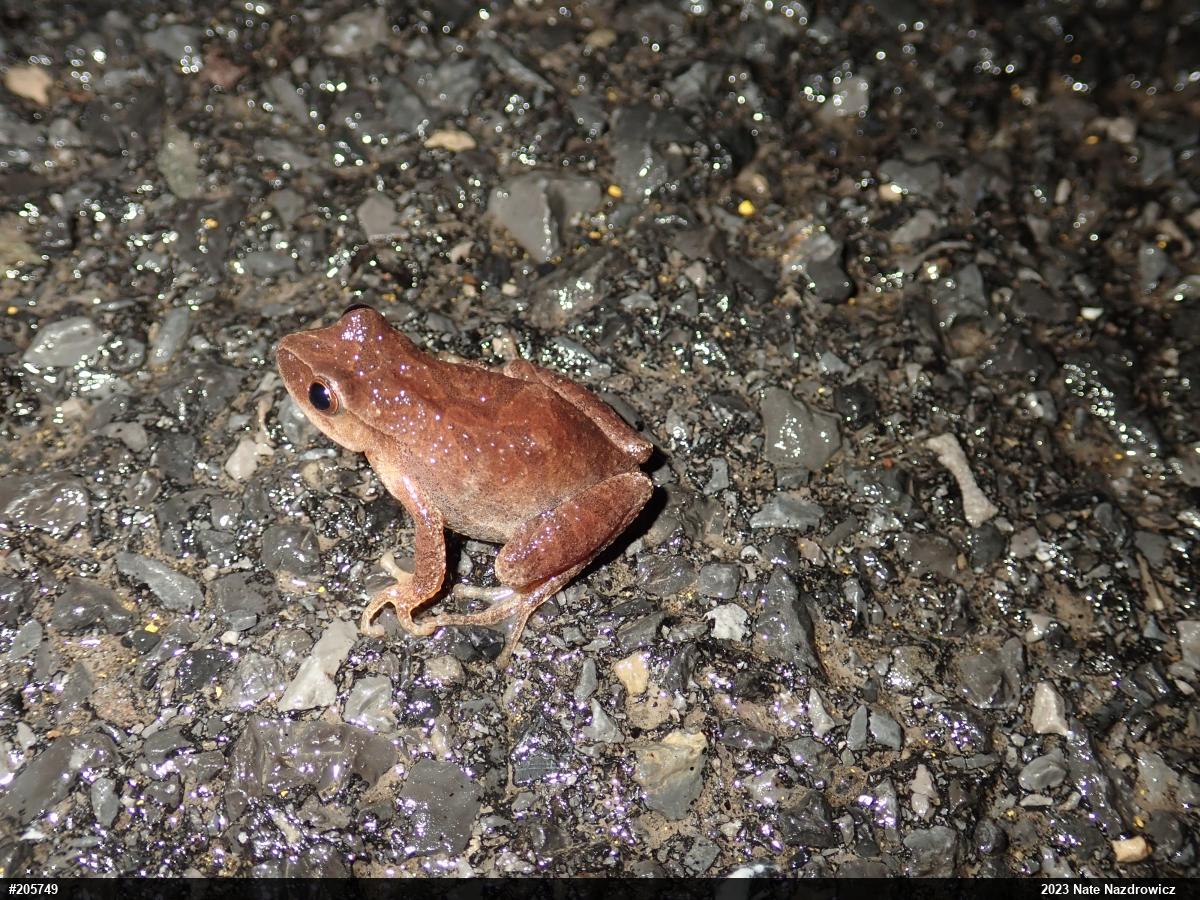 Spring Peeper