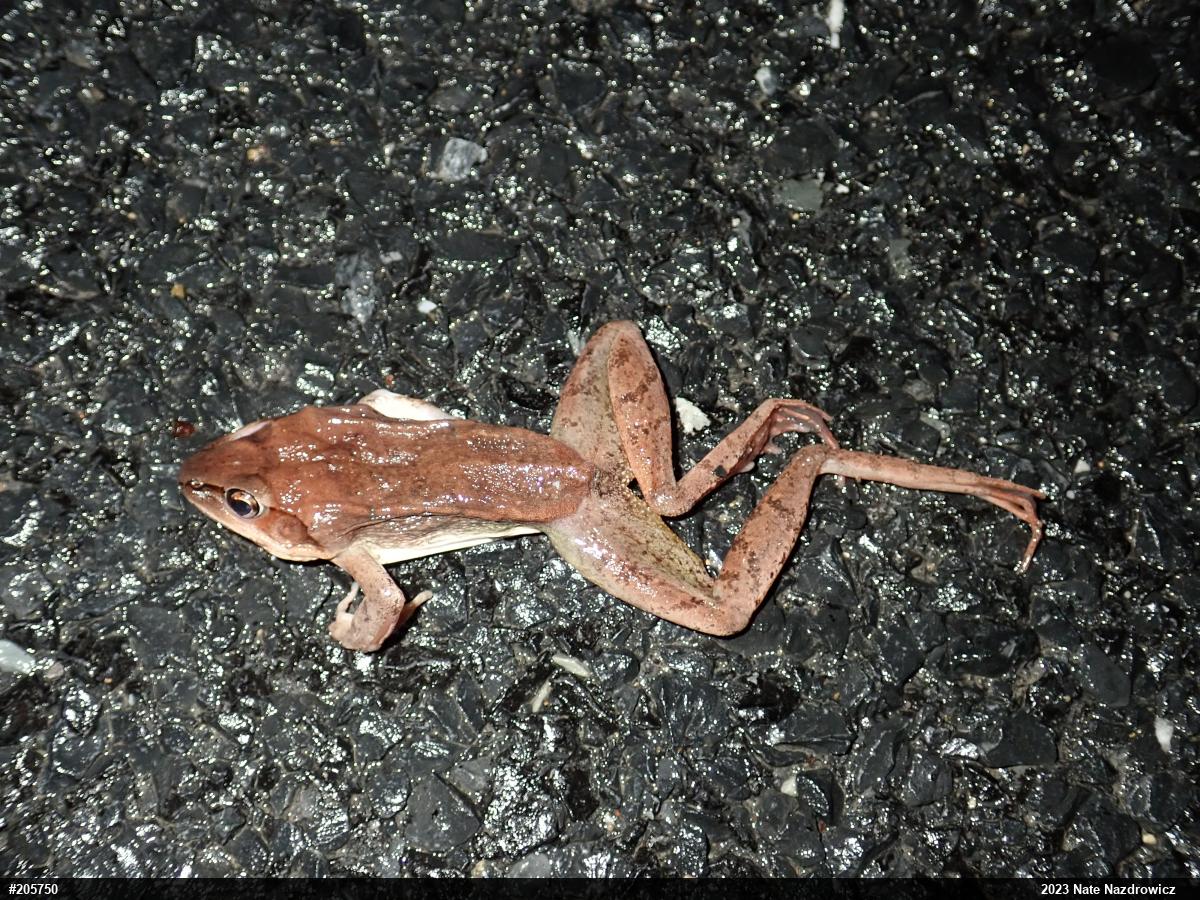 Wood Frog