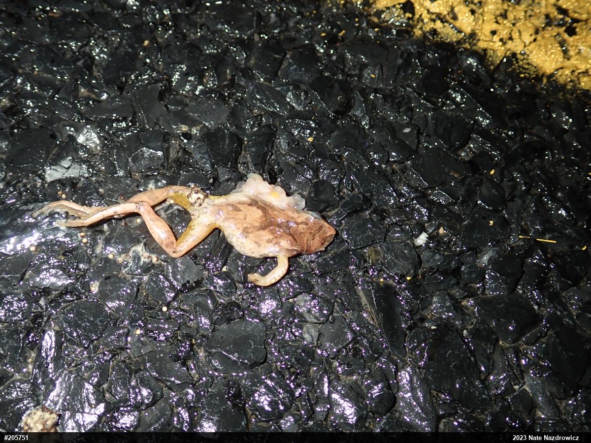 Spring Peeper