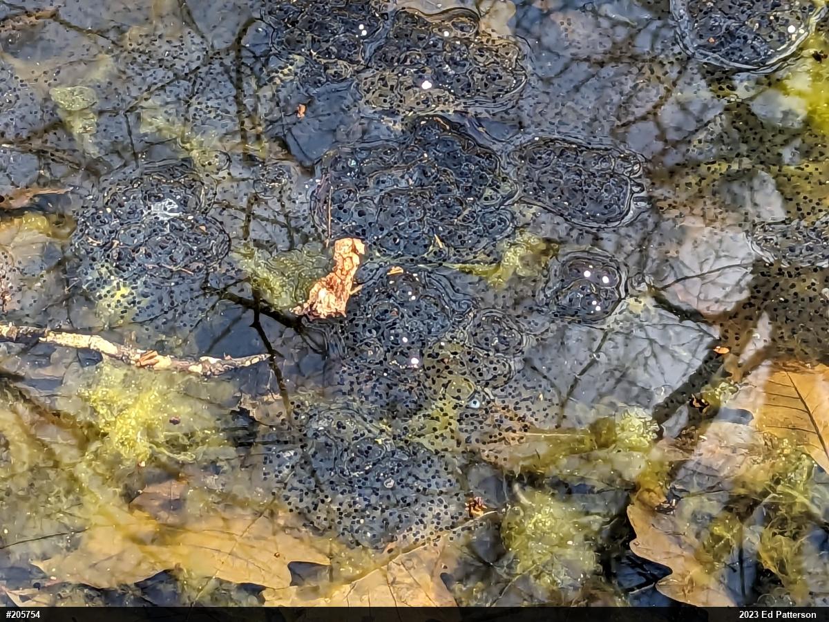 Wood Frog