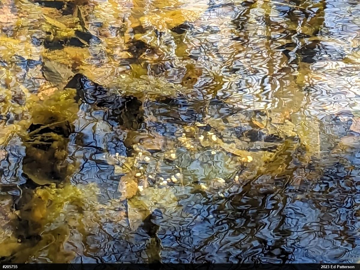 Spotted Salamander
