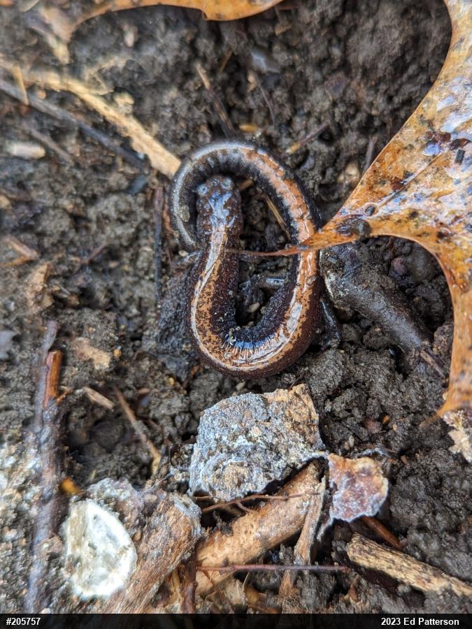 Eastern Red-backed  Salamander