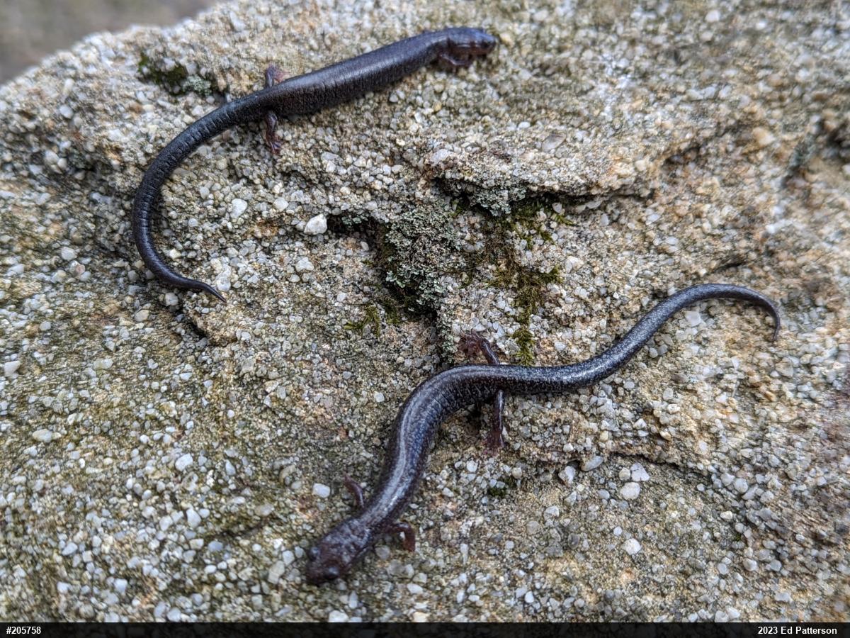 Valley And Ridge Salamander