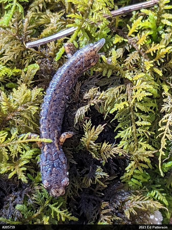 Four-toed Salamander